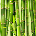 Bamboo Stem/Shoot