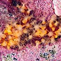 Lithothamnion spp Marine Algae